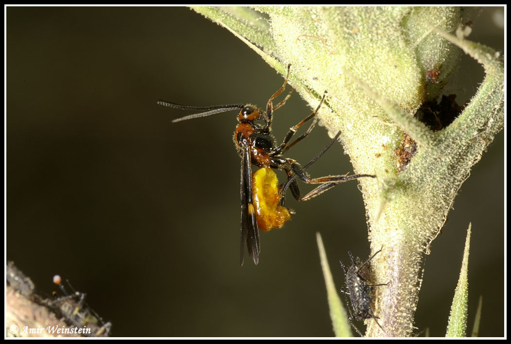 Wasps to be identified